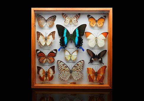 Muzeum Motyli